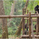 Центр реабилитации малайских медведей у водопада Куанг Си